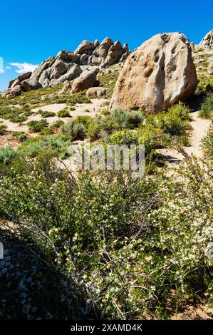 Créosote Bush ; Larrea tridentata ; en fleurs ; Buttermilk Rocks, célèbres rochers de granit pour l'escalade ; près de Bishop ; Californie ; États-Unis Banque D'Images