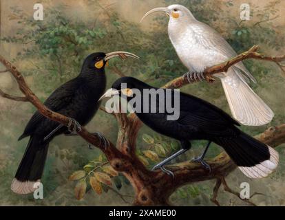 Trois huia (Heteralocha acutirostris), c1900. Banque D'Images