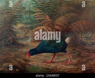 A moho takahe (Notornis mantelli), 1902. Banque D'Images