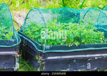 Vue rapprochée d'un jardin avec des fraises en maturation sur des lits surélevés recouverts de filets à oiseaux. Banque D'Images