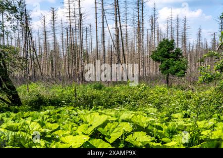 Waldgebiet zwischen Lichtenau und Willebadessen, Waldschäden durch den Borkenkäfern an Fichten Bäumen, tote Bäume, NRW, Deutschland, Waldsterben *** zone forestière entre Lichtenau et Willebadessen, dommages forestiers causés par le coléoptère sur les épinettes, arbres morts, NRW, Allemagne, dépérissement forestier Banque D'Images