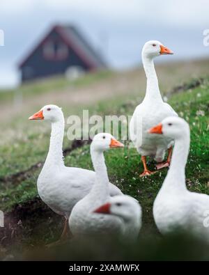 Oies blanches sur les pâturages près de la maison en bois noir. Îles Féroé, Danemark Banque D'Images