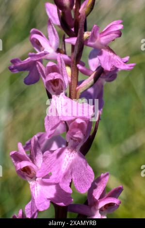 Orchidée de tourbière (Orchis palustris = Anacamptis palustris) ; Orchidaceae. bulbeuse herbacée, plante sauvage. Orchidée rare, Toscane, Italie. Banque D'Images