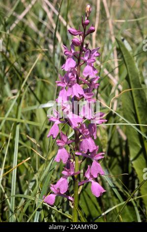 Orchidée de tourbière (Orchis palustris = Anacamptis palustris) ; Orchidaceae. bulbeuse herbacée, plante sauvage. Orchidée rare, Toscane, Italie. Banque D'Images