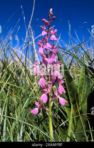 Orchidée de tourbière (Orchis palustris = Anacamptis palustris) ; Orchidaceae. bulbeuse herbacée, plante sauvage. Orchidée rare, Toscane, Italie. Banque D'Images