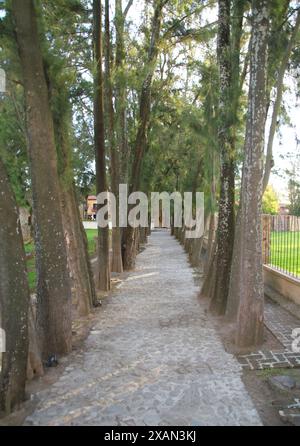 Chemin de l'arborescence pour trouver le chemin du chariot Banque D'Images