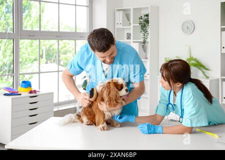 Vétérinaires brossant chien mignon sur table en clinique Banque D'Images