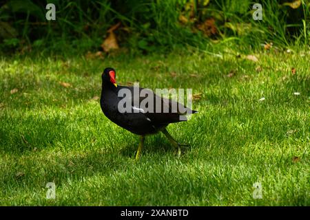 Gros plan d'un oiseau debout sur le sol Banque D'Images