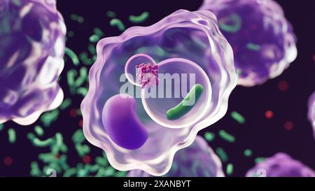 Illustration montrant un organite appelé lysosome (en haut à gauche de la cellule) libérant des enzymes sur une bactérie (vert) qui a été engloutie (phagocytée) par un globule blanc appelé macrophage (violet). Une fois que des bactéries ou d'autres substances étrangères sont détectées dans le corps, les macrophages sont signalés. Les macrophages engloutissent les bactéries et les enferment dans un sac rempli de liquide connu sous le nom de vacuole (centre-droit). Les enzymes du lysosome, connues sous le nom de lysozymes, sont libérées dans cette vacuole et décomposent la bactérie, la rendant inoffensive. Banque D'Images