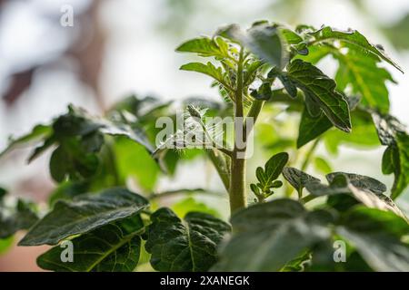 Tomates pelucheuses avant le début de la floraison, fleurs non ouvertes gros plan macro Banque D'Images