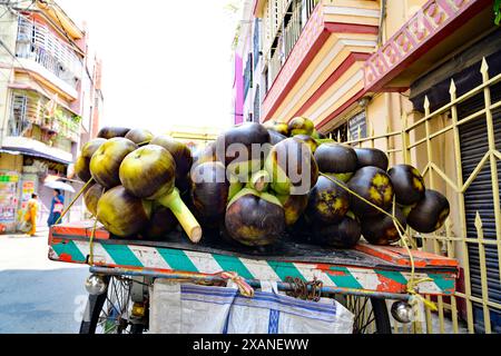 Borassus flabellifer, communément appelé palmier doub, palmier palmyre, palmier tala ou tal, palmier toddy, palmier lontar, palmier à vin, ထန်းပင် ou pomme de glace Banque D'Images