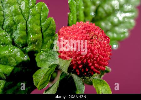 Belle friture rouge Duchesnea indica ou fraise faise sur un fond rose. Gros plan de la tête de fleur. Banque D'Images