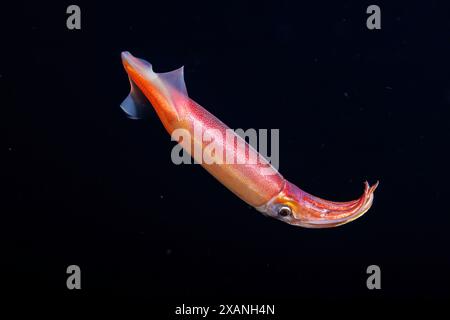 Le calmar volant purpleback ou calmar purpleback, Sthenoteuthis oualaniensis, est une espèce de céphalopode présente dans l'Indo-Pacifique. C'est considere Banque D'Images