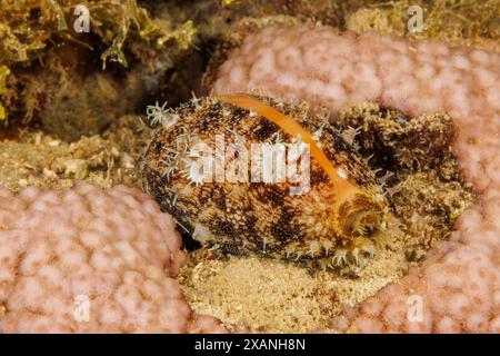 Cowry Shell, Lyncina carneola, montrant le manteau et l'antenne. Anciennement connu sous le nom de Chyprea carneola. Guam, Micronésie. Banque D'Images