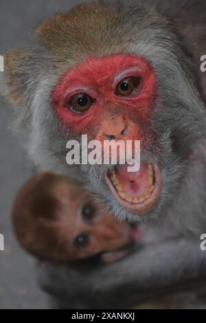 rhésus macaque (macaca mulatta) famille, bébé avec mère dans la forêt de singalila. faune et faune de l'inde Banque D'Images
