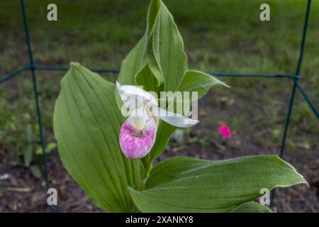 Vue rapprochée d'une fleur d'orchidée rose et blanche cypripedium reginae (pantoufle de dame voyante), fleurissant dans la lumière du soleil tapissée. Aussi appelé fleur de mocassin. Banque D'Images