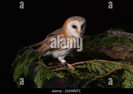 Un hibou captif, Tyto alba, perché sur des branches. Il s'agit d'un portrait de studio pris sur un fond noir foncé Banque D'Images