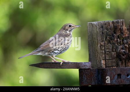 Un muguet de chant, Turdus philomelos, perché sur une charnière de porte en métal avec un espace pour le texte autour de l'oiseau Banque D'Images