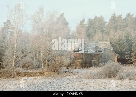 Bâtiment agricole en bois abandonné et endommagé avec toit cassé parmi les arbres givrés en hiver, avec le soleil brisant à travers la brume. Banque D'Images