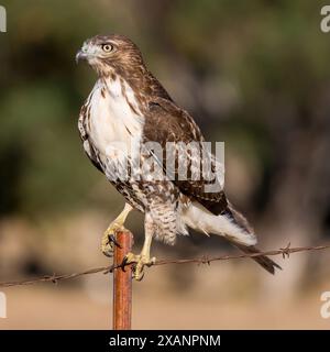 Juvénile de Hawk à queue rouge perché sur une clôture de fil barbelé. Ed R. Levin County Park, Milpitas, Californie, États-Unis. Banque D'Images