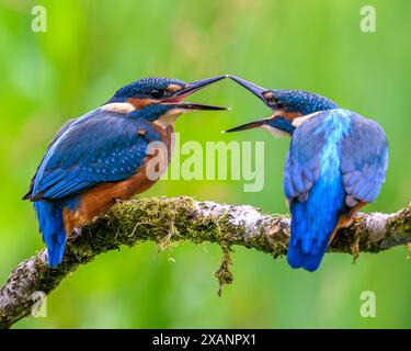 Portrait de Kingfisher Banque D'Images