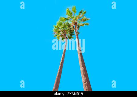 Deux palmiers vus d'en bas, encadrés par un ciel bleu immaculé. Fond tropical apaisant. Banque D'Images