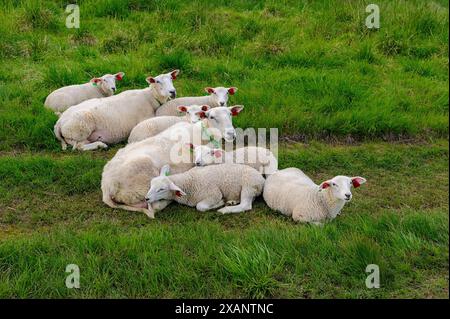 Un groupe de moutons blancs se détendent et paissent sur une prairie verdoyante, se prélassant sous le soleil de l'après-midi. Banque D'Images