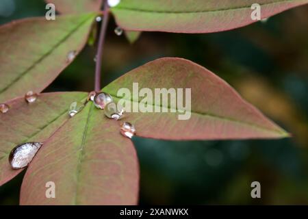 Des gouttes de rosée sphériques coincées entre les feuilles d'un bambou céleste commençant à changer de couleur. Banque D'Images