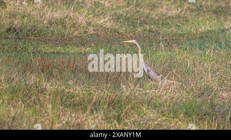 Héron violet (Ardea purpurea), traquer dans les roseaux Banque D'Images