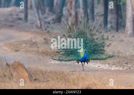 Peacock masculin exposant en Inde Banque D'Images