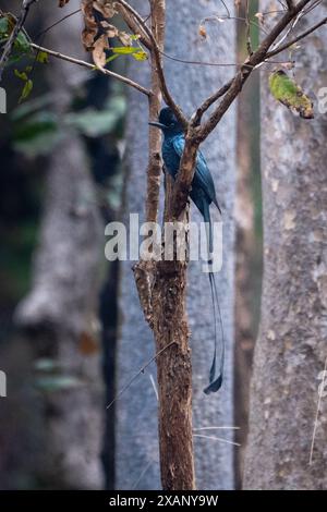 Grand Drongo à queue de raquette, (Dicrurus paradiseus) Banque D'Images