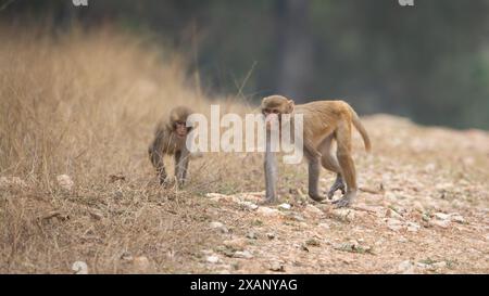 Singe rhésus, ou Macacque (Macaca mulatta), Inde Banque D'Images