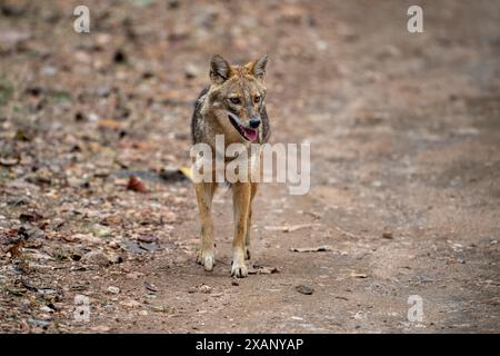 Golden Jackal, (Canis aureus), Pench NP, Inde Banque D'Images