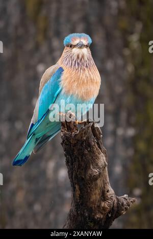 Rouleau indien (Coracias benghalensis), perché sur branche Banque D'Images