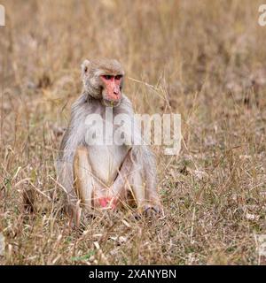 Singe rhésus, ou Macacque (Macaca mulatta), Inde Banque D'Images