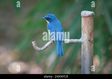 Tickells Blue Flycatcher (Cyornis tickelliae) Banque D'Images