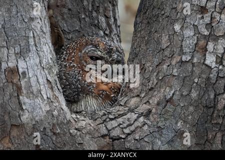 Chouette des bois tachetée (Strix ocellata) dormant dans l'arbre Banque D'Images