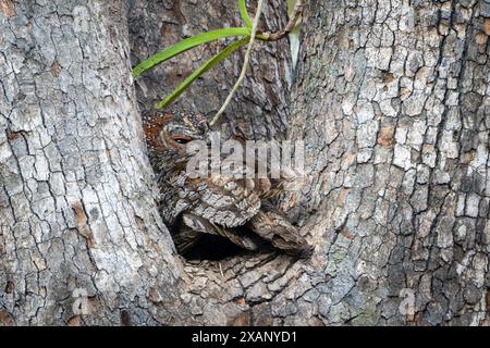 Chouette des bois tachetée (Strix ocellata) dormant dans l'arbre Banque D'Images