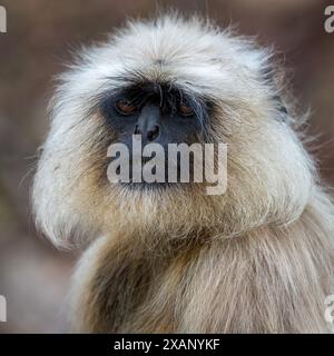 Portrait de singe Langur indien (Presbytis entellus) Banque D'Images