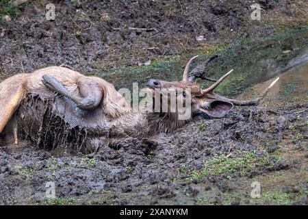 Adulte mâle Sambar Deer )Rusa unicolor) Rolling in the Mud, Kanha NP, Inde Banque D'Images
