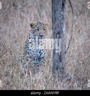 Léopard indien (Panthera pardus fusca) dans l'herbe Banque D'Images