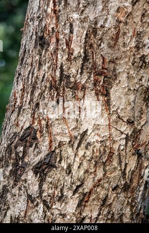 Griffe de tigre marques sur l'arbre, marquant le territoire Banque D'Images