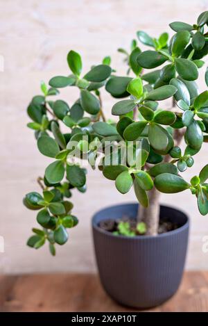 Plantes de jade (Crassula ovata), parfois appelé arbre à argent, plante d'intérieur populaire généralement facile à entretenir. Une plante d'intérieur préférée souvent utilisée comme bonsa Banque D'Images