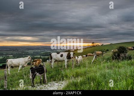 Firle, Lewes, East Sussex, Royaume-Uni. 8 juin 2024. Scène rurale au lever du soleil sur les South Downs comme le pâturage du bétail et la brume se dégage dans la campagne au-delà. Crédit : David Burr/Alamy Live News Banque D'Images