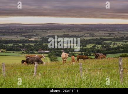 Firle, Lewes, East Sussex, Royaume-Uni. 8 juin 2024. Scène rurale au lever du soleil sur les South Downs comme le pâturage du bétail et la brume se dégage dans la campagne au-delà. Crédit : David Burr/Alamy Live News Banque D'Images
