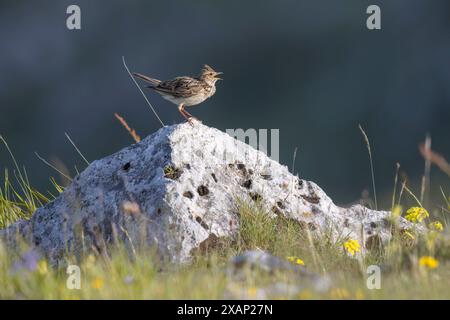 Skylark eurasien (Alauda arvensis), oiseau reproducteur de montagne, Abruzzes, italie Banque D'Images