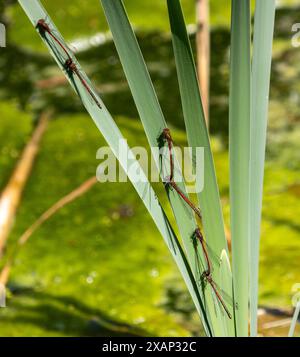 De grands damselflies rouges en flic Banque D'Images