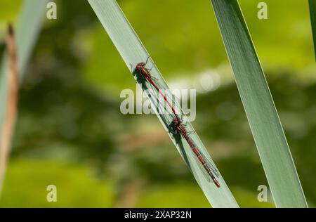 De grands damselflies rouges en flic Banque D'Images