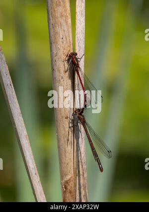 De grands damselflies rouges en flic Banque D'Images