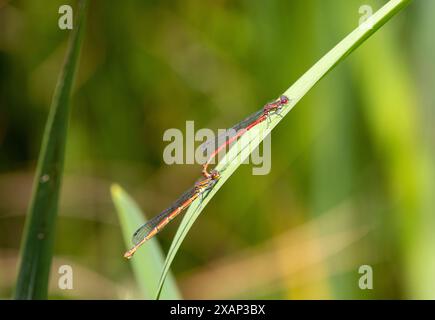 De grands damselflies rouges en flic Banque D'Images